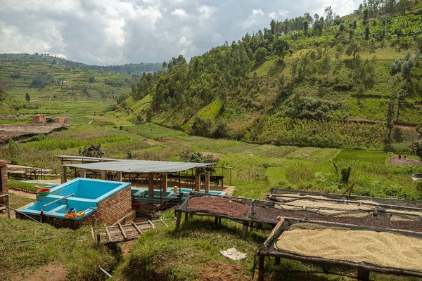 Quelles sont les méthodes faciles pour réutiliser l'eau de cuisson des légumes dans le jardin ?